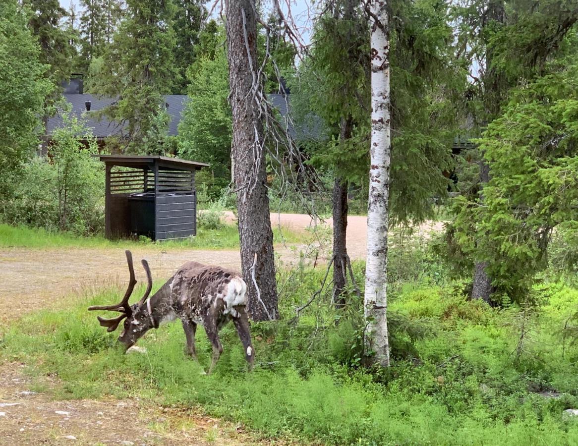 Logwood Chalet Luosto Eksteriør billede